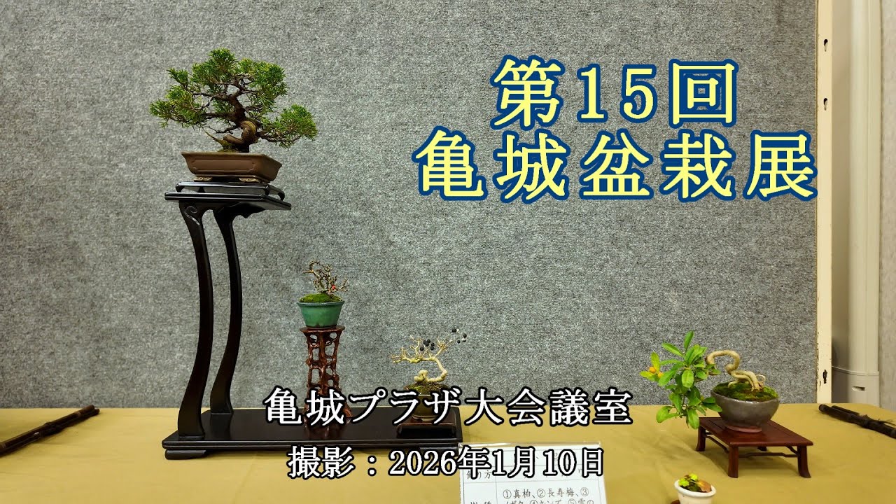 第15回亀城盆栽展 = 亀城プラザ大会議室 = [4K] The 15th Kijo Bonsai Exhibition = Kijo Plaza Large Conference Room =