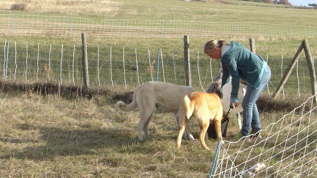 02 26 L'EDUCATION DES CHIENS DE PROTECTION