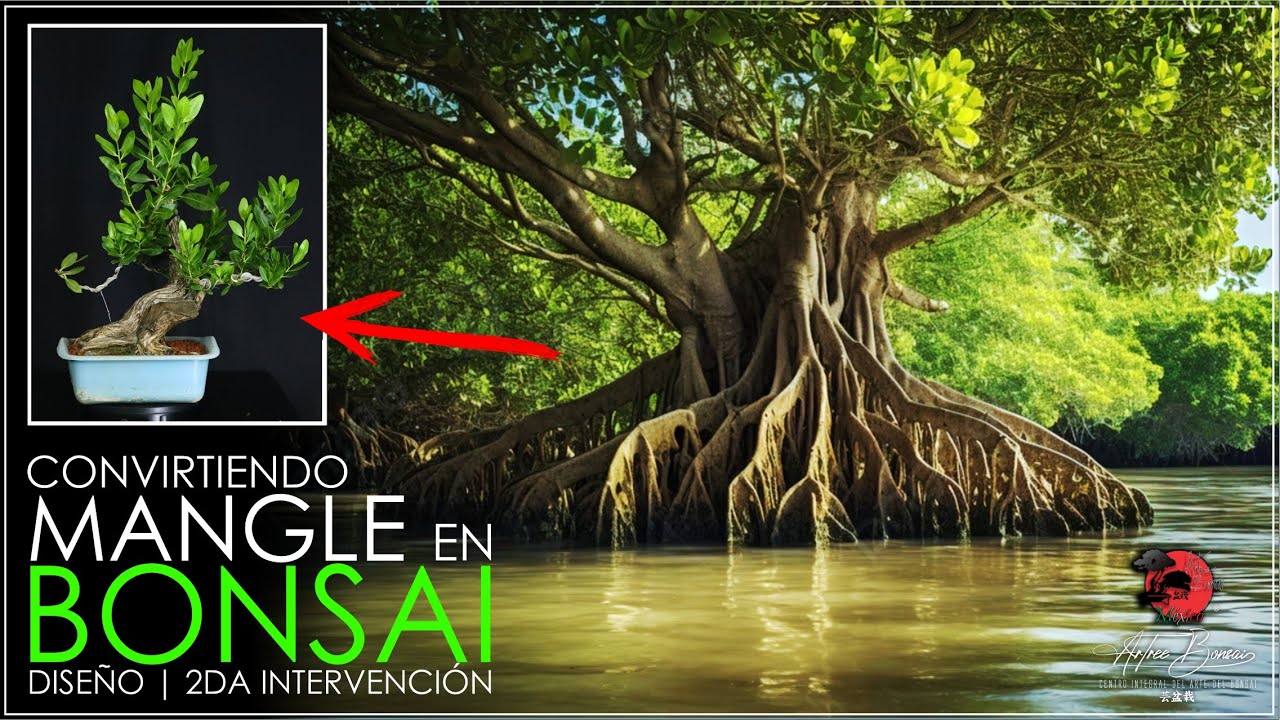 🌳CONVIRTIENDO MANGLE EN BONSAI | Diseño | 2da Intervención