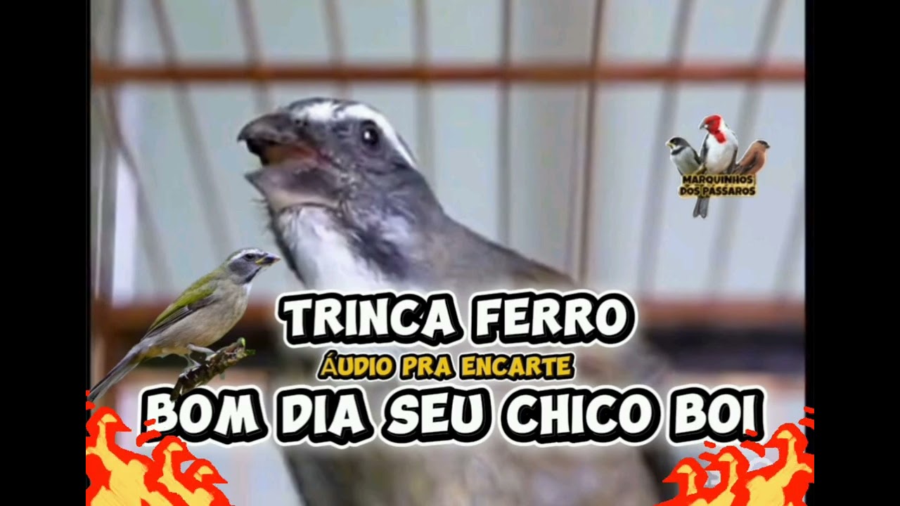 Trinca ferro canto BOM DIA SEU CHICO BOI - Pra foguear seu pássaro. 