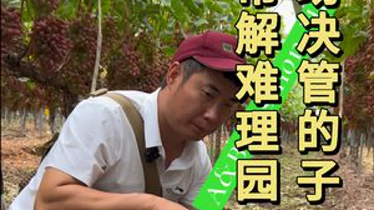 记录帮助解决难管理的园子-软果，叶片早衰，期间有哪些重要的管理#克伦生葡萄 #记录真实生活 #软果 #早衰 #三农