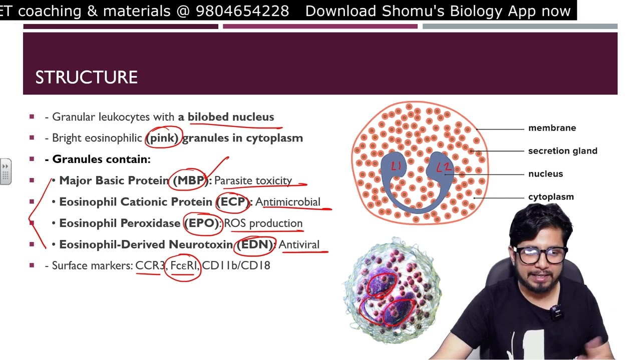 Eosinophil cells of immune system | Structure and function of eosinophil in immunity