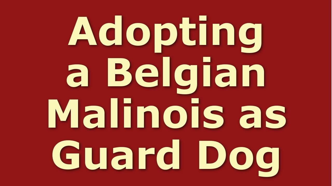 Adopting a Belgian Malinois as Guard Dog