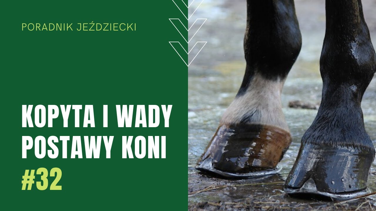 KOPYTA i WADY POSTAWY u konia | Poradnik jeździecki #31