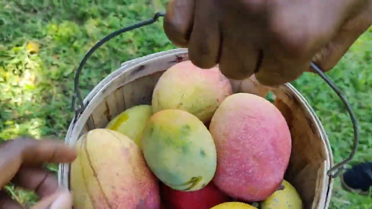 U-pick Mangoes 🥭 here in central Florida ( You've got to try this place!)