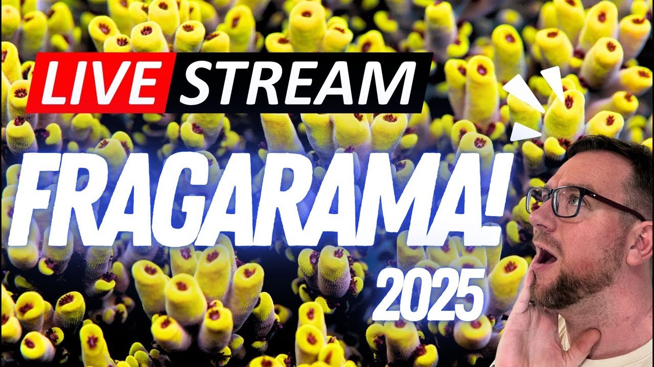 Fragarama 2025 LIVE
