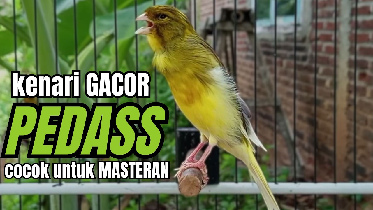 Masteran KENARI GACOR ngeroll panjang,Cuit Cuit Emosi AMPUH bikin kenari nyaut ,Masteran MURAI BATU