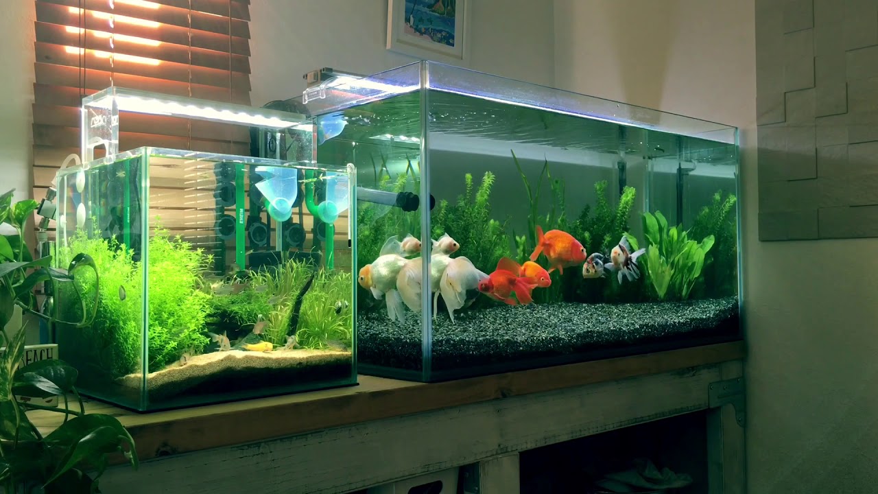 【金魚】90cm水槽立ち上げから1年 50gal goldfish tank one year after