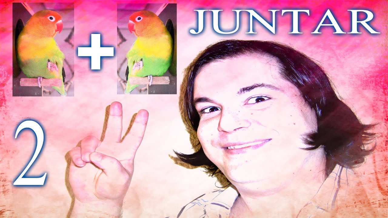 Tutorial para JUNTAR 2 agapornis, 2 ninfas o 2 periquitos (para PAREJA o compañia)