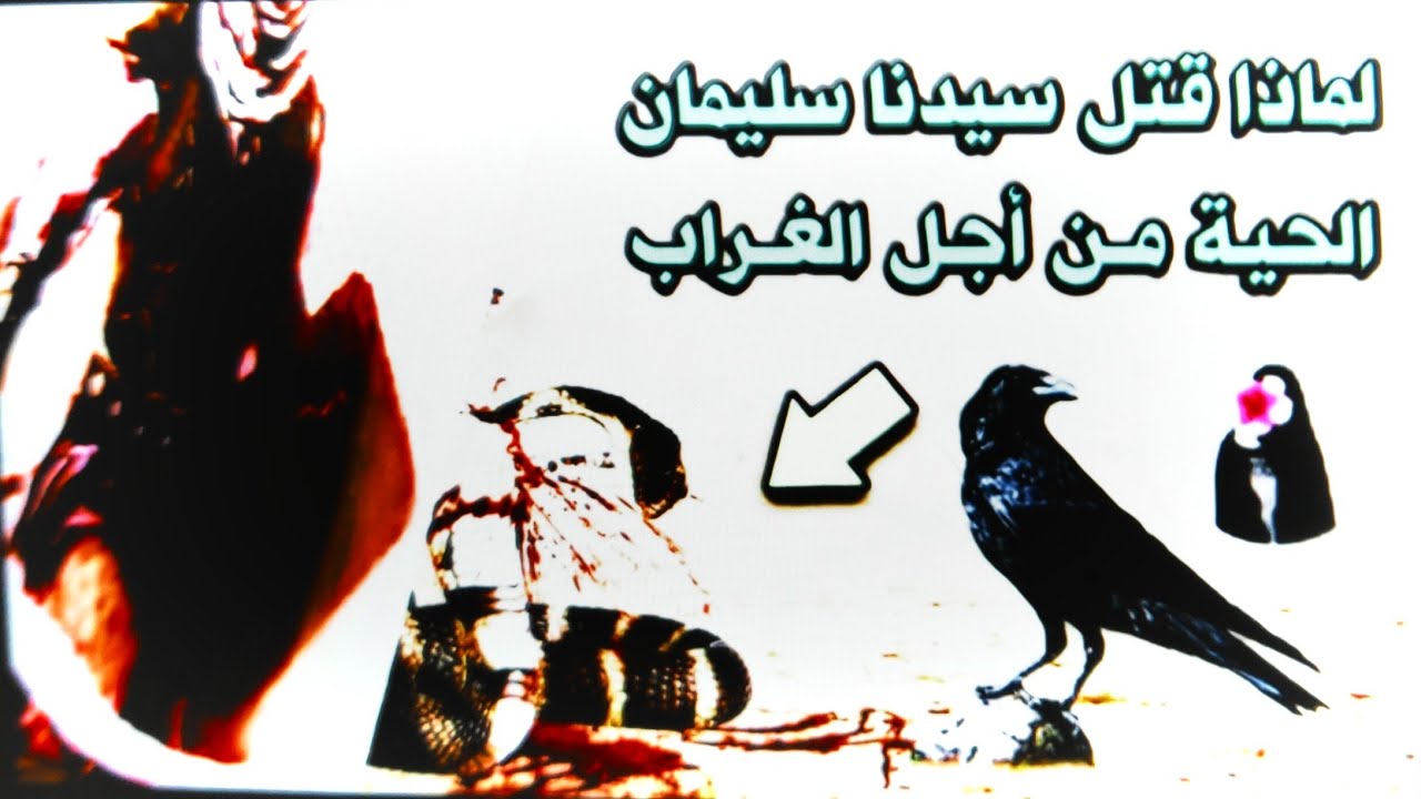 لماذا قتل سيدنا سليمان الحية من اجل الغراب😱