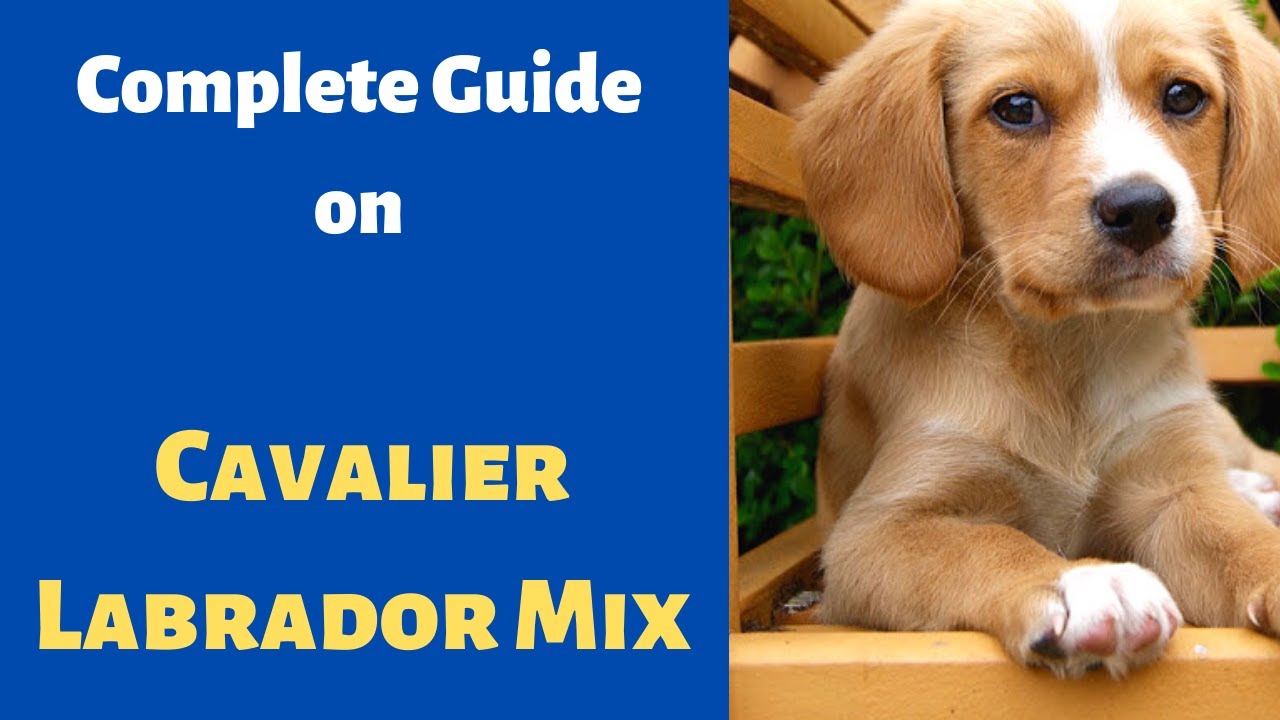 Everything about The Cavalier Labrador Mix (Cavador) | Is Cavador a Family dog?