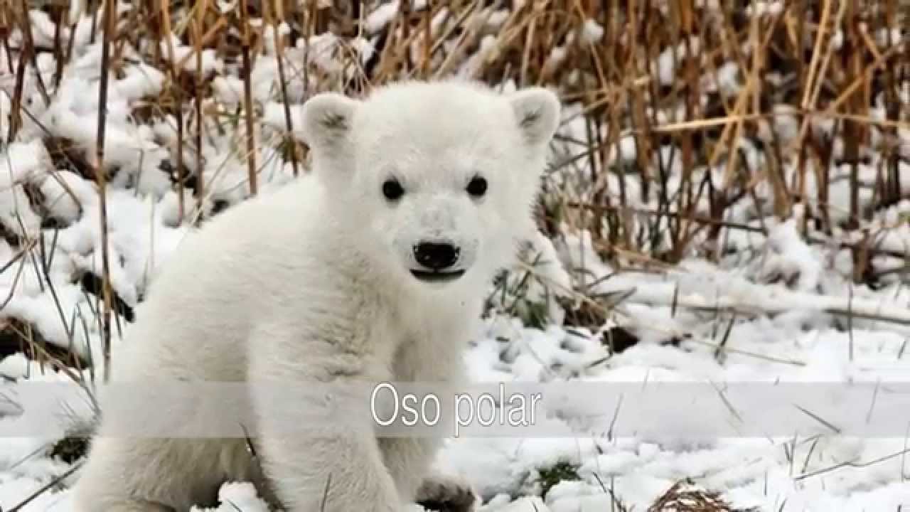 Los bebés más tiernos del mundo animal salvaje