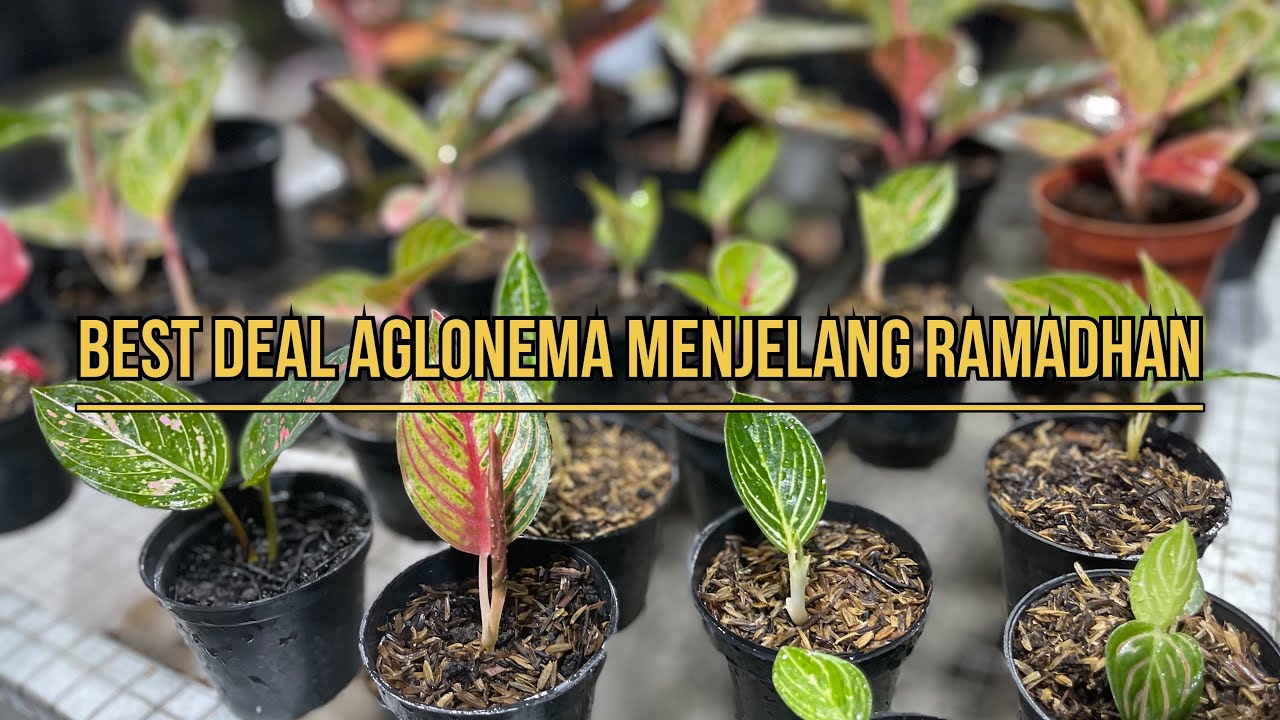 Best Deal Aglonema Menjelang Ramadhan