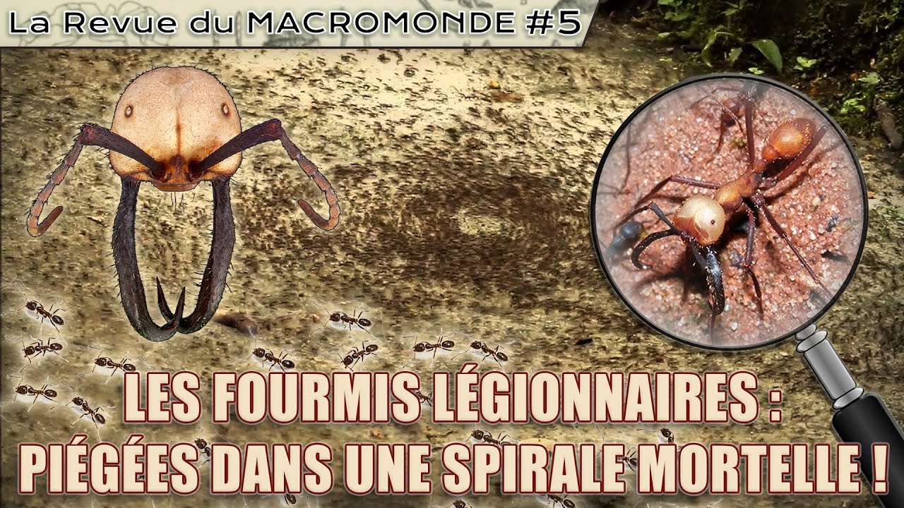 POURQUOI ces FOURMIS tournent en ROND jusqu'à la MORT ? - La Revue du MACROMONDE #5