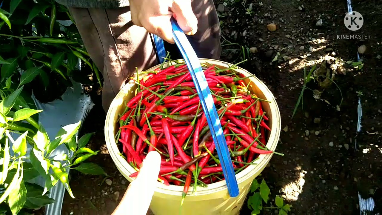 3rd picking / harvest 91days Siling Labuyo Sarangani Farmers