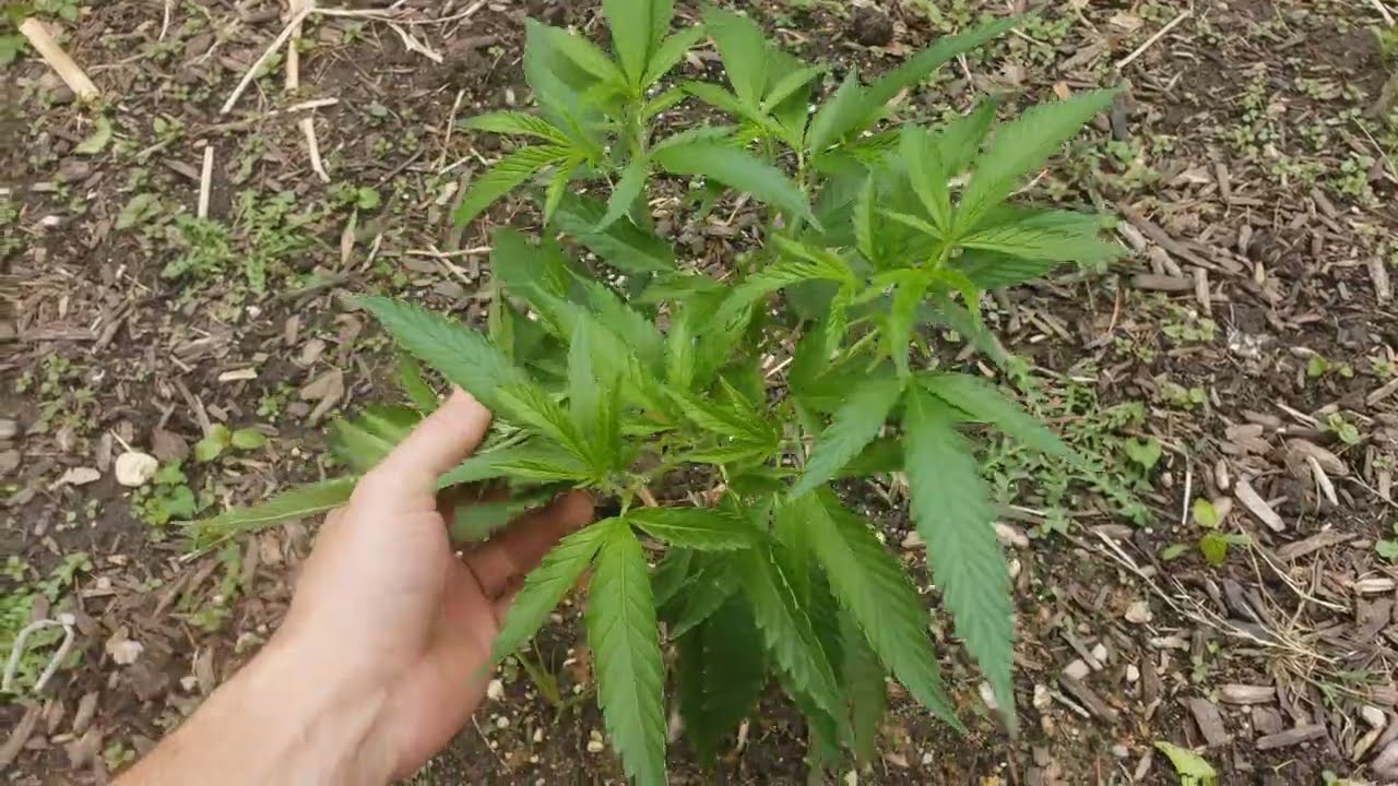 2023 Outdoor Cannabis Garden Tour | Garden Update [#03] - May 1