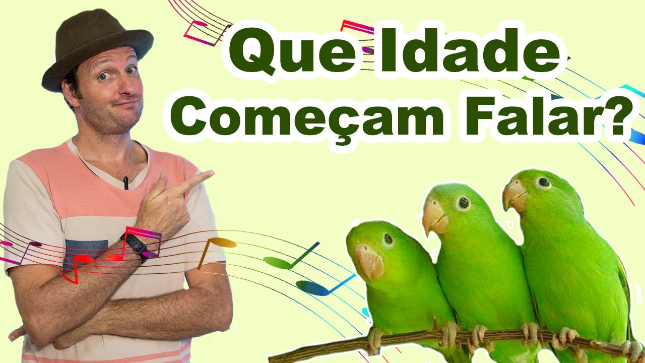 Que idade papagaio começa a falar? Que idade papagaio aprende a falar?
