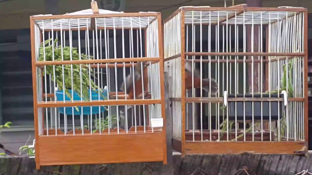 Fire red bird ramp 2017 Bullet vs Kangalang(black cup )