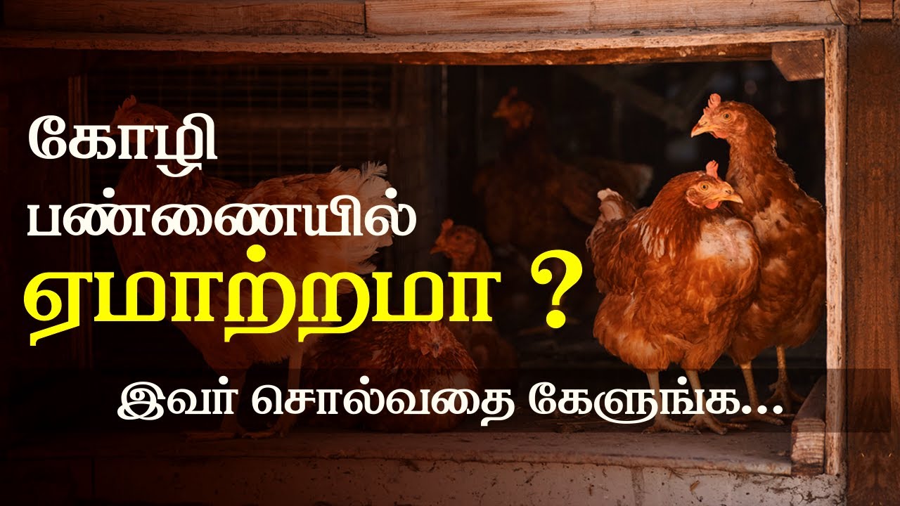 NATTU KOLI VALARPU IN TAMIL |கோழி பண்ணை - ஆரம்பம் முதல் லாபம் வரை ... என்ன செய்ய கூடாது ?? | kozhi