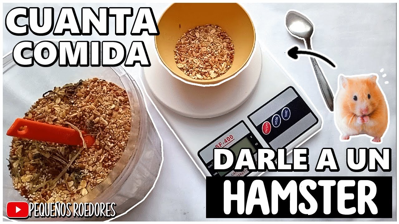 Cuanta CANTIDAD de COMIDA darle a mi HAMSTER