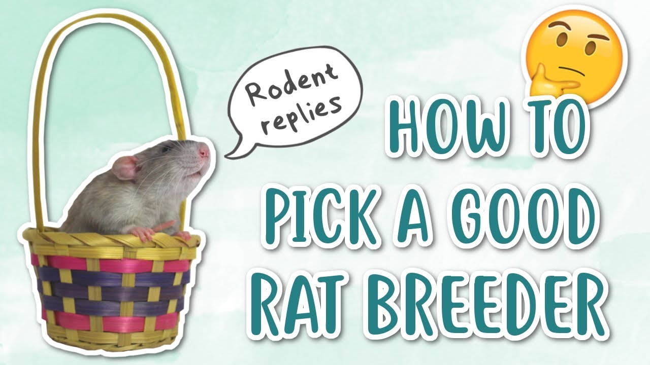 HOW TO PICK A GOOD RAT BREEDER | Rodent replies 🐭