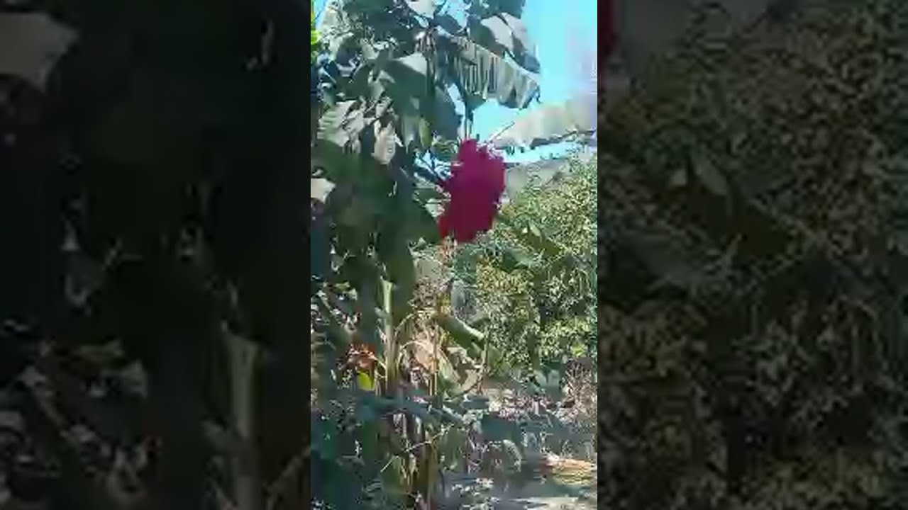 Radhe Radhe Je is live