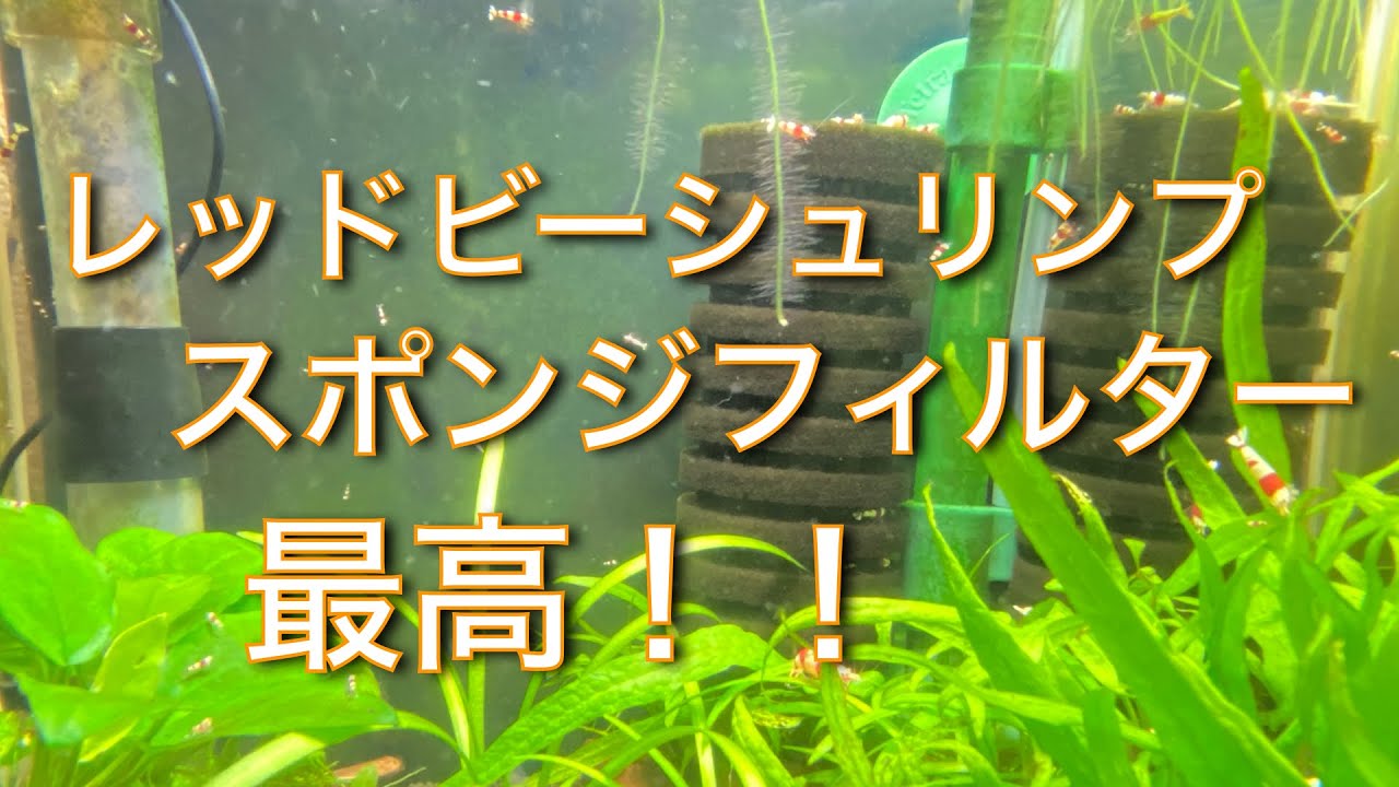レッドビーシュリンプ　スポンジフィルター最高！！
