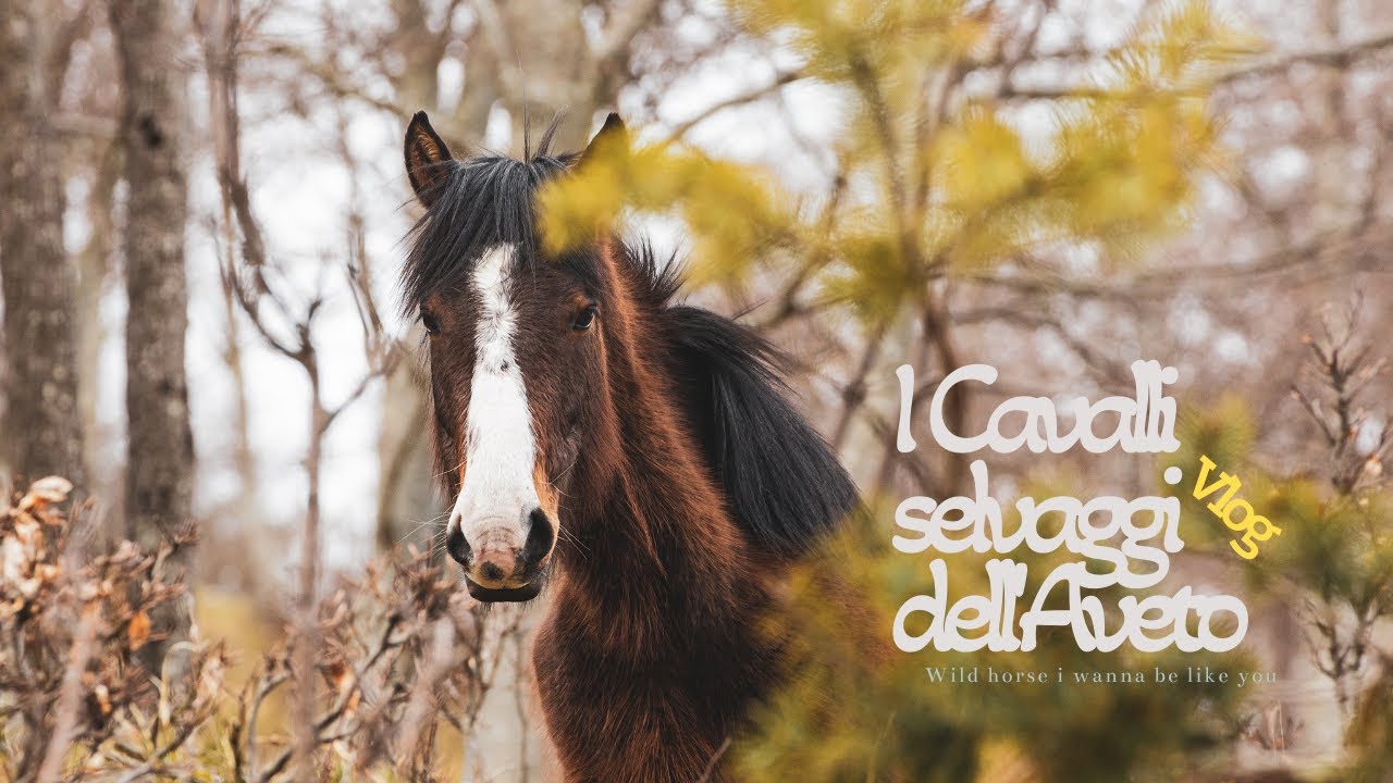 I Cavalli selvaggi dell'Aveto
