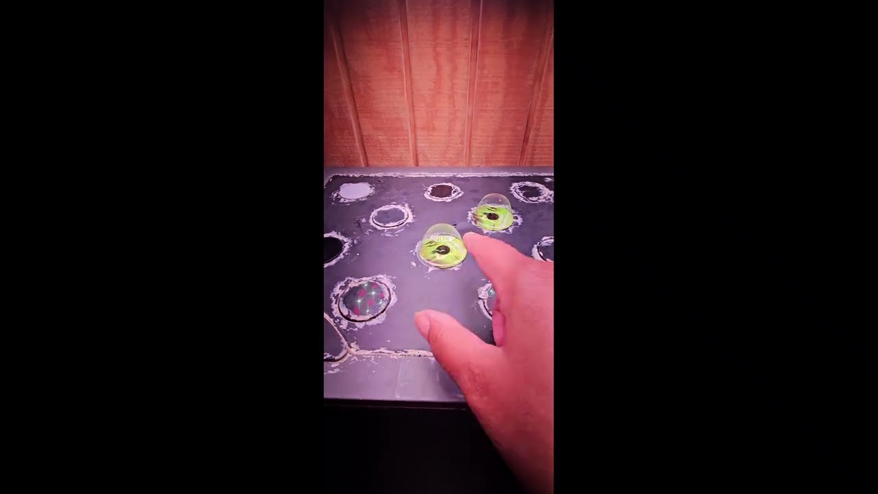 #microdwarf2526 Intro  — #wig2025  Indoor Hydroponics Update🌱 Day 5 Germination