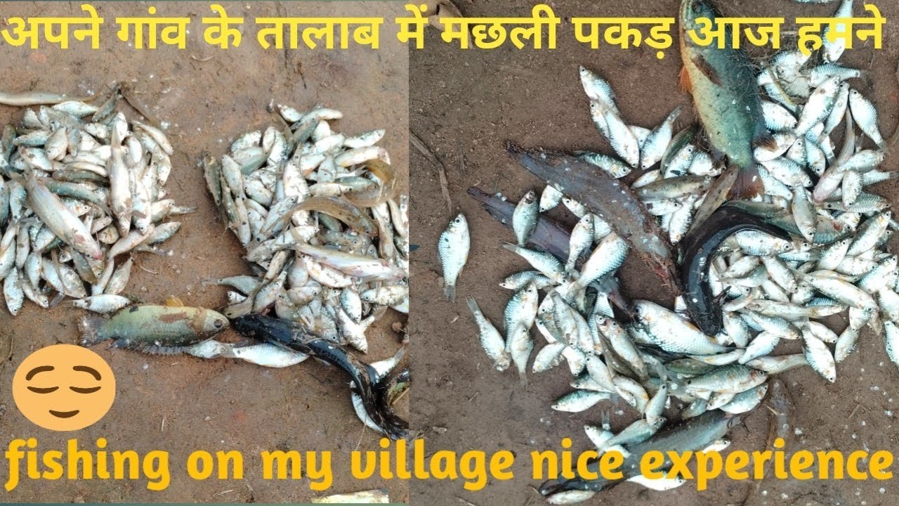 अपने गांव के तालाब में मछली पकड़ हमने|village fishing🎣|net fishing on village vlog|#villagefishing🎣🐟