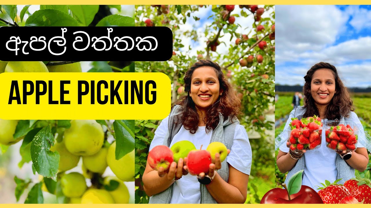 ඇපල් කඩමු | Apple Picking Australia | Travel | Fruit Picking #lifestyle #travel