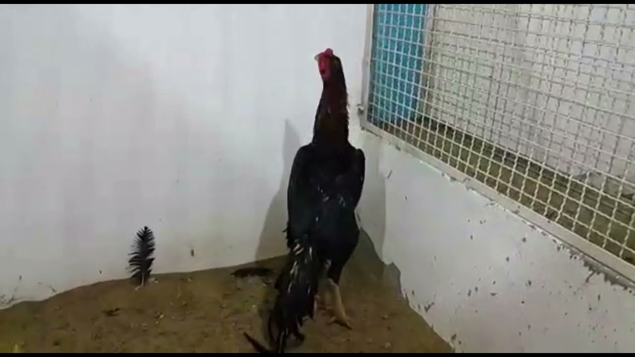 💥TUNEL DO TEMPO - REPRODUTORES ANTIGOS DO STUD BOTINHA💥