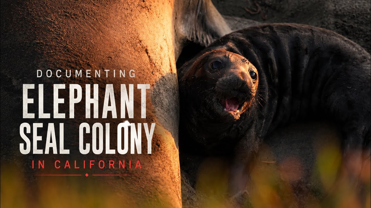 Documenting Elephant Seal Colony in California 