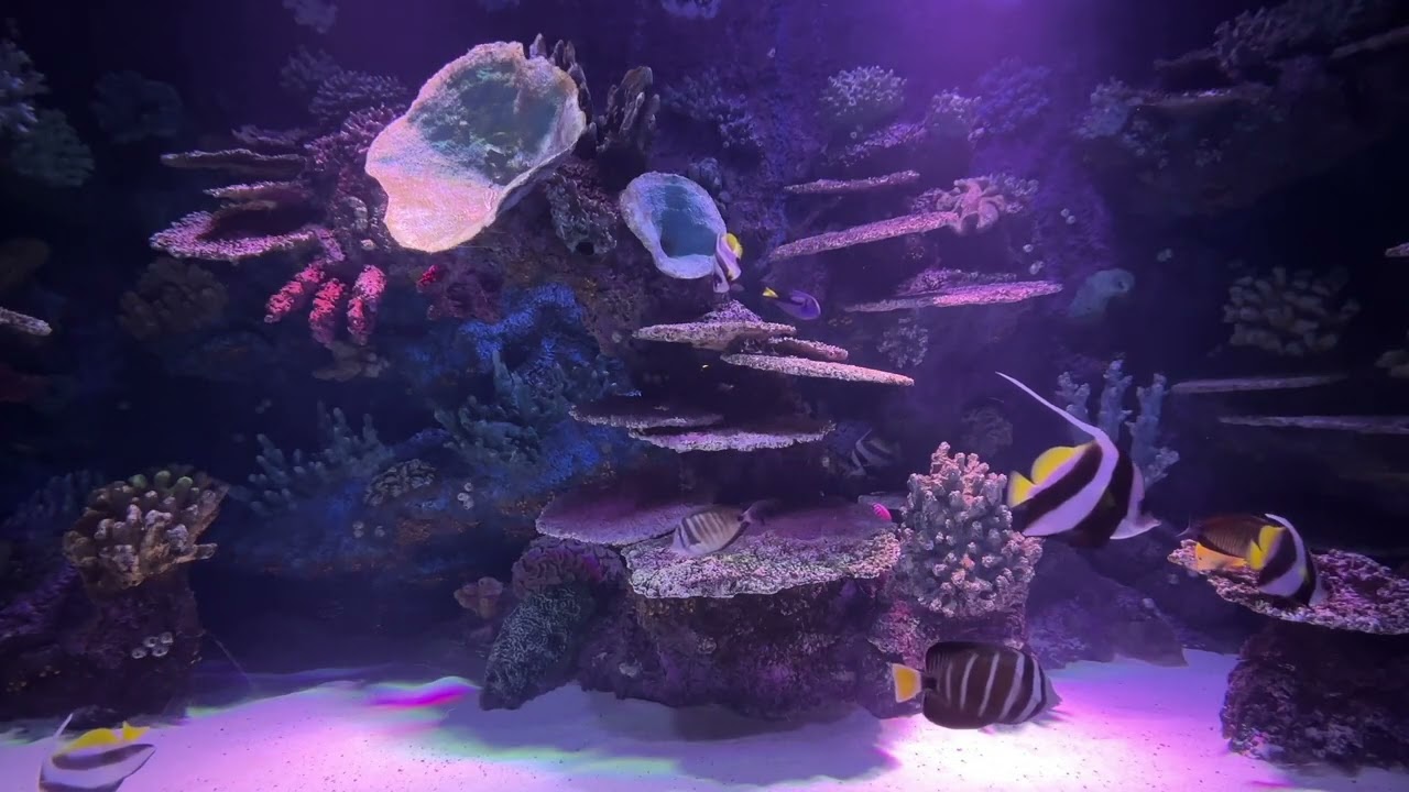 🌊 Underwater Sound for Sleep and Meditation – 10 Hours of Deep Ocean Ambience