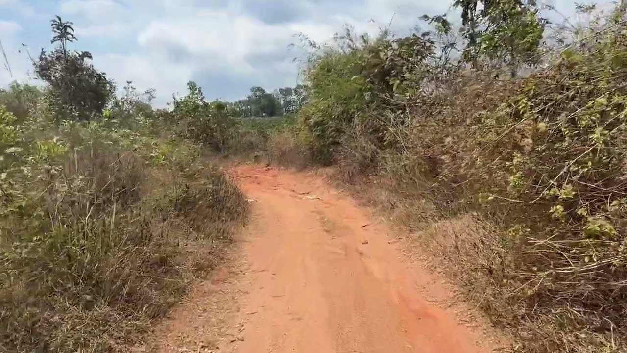 ✌️Bán 1ha đất rẫy đã trồng full keo được 8 tháng. 👉Cách QL19, Ngã 3 Nam Đạt_Mang Yang 3km.