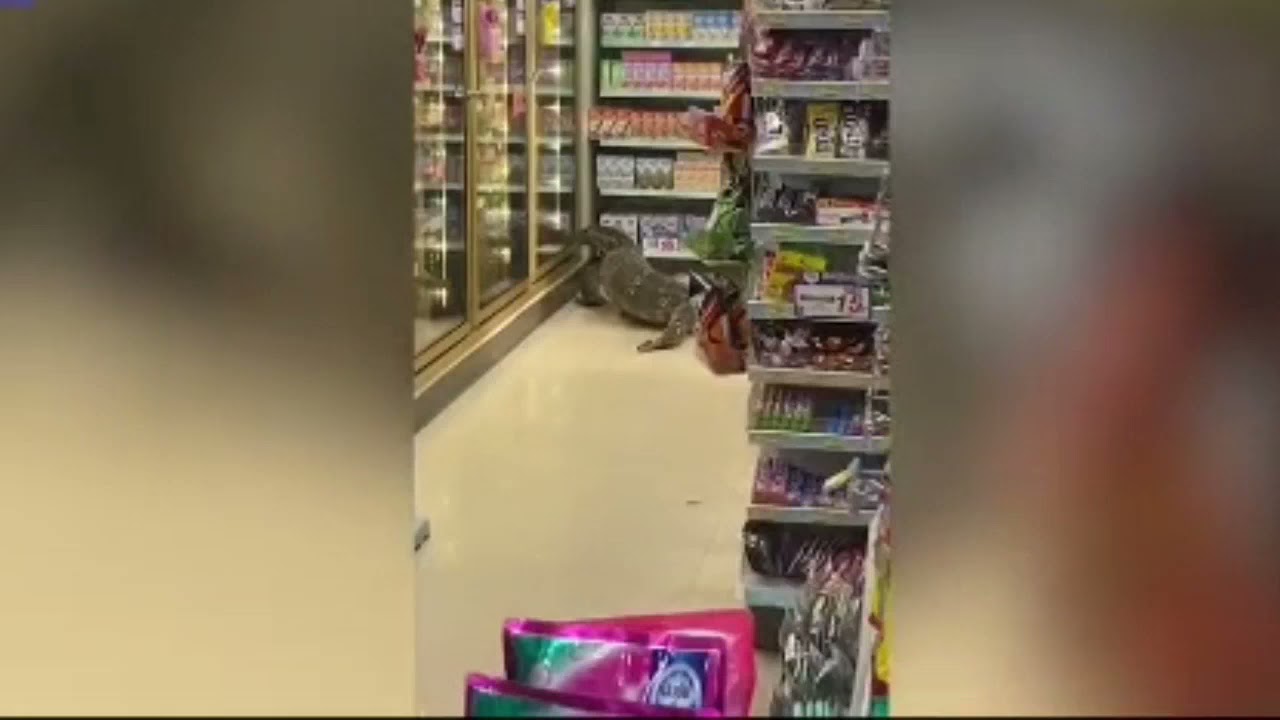 A giant mother lizard visiting local store in Thailand 2m 왕도마뱀 타일랜드 세븐일레븐 출몰