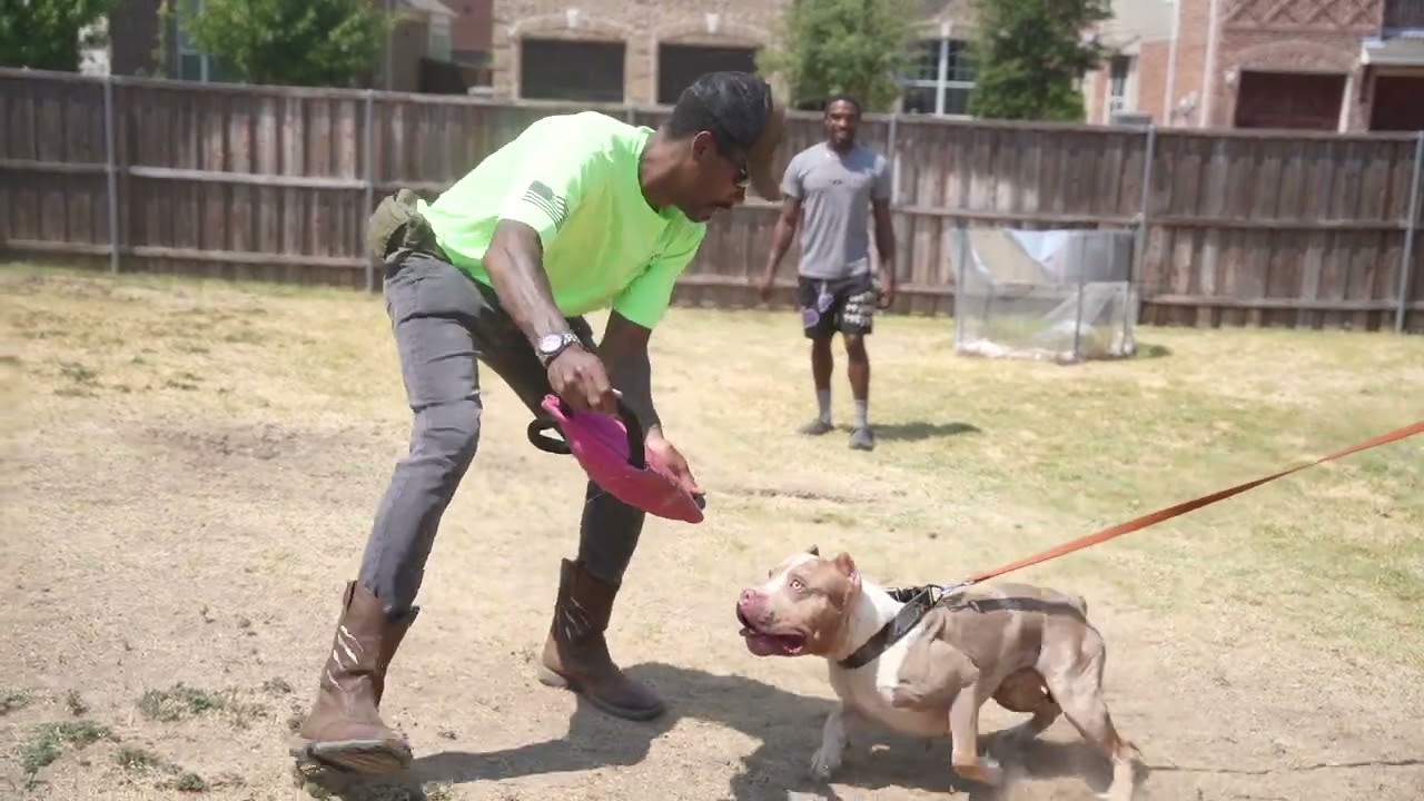 Bite Pillow Training with Fit Bully and Flow State Canine