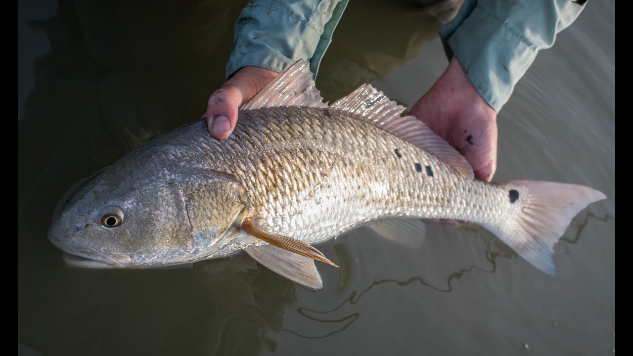 Intro to Fly Fishing the Texas Coast