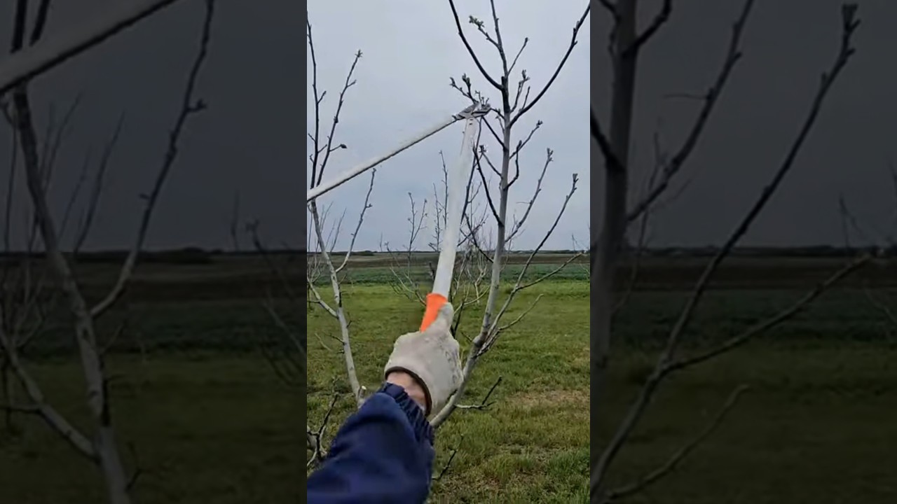 Kada je najbolje vreme za rezidbu oraha #walnut #pruning #fruitcutting #fruit #fruits #agriculture