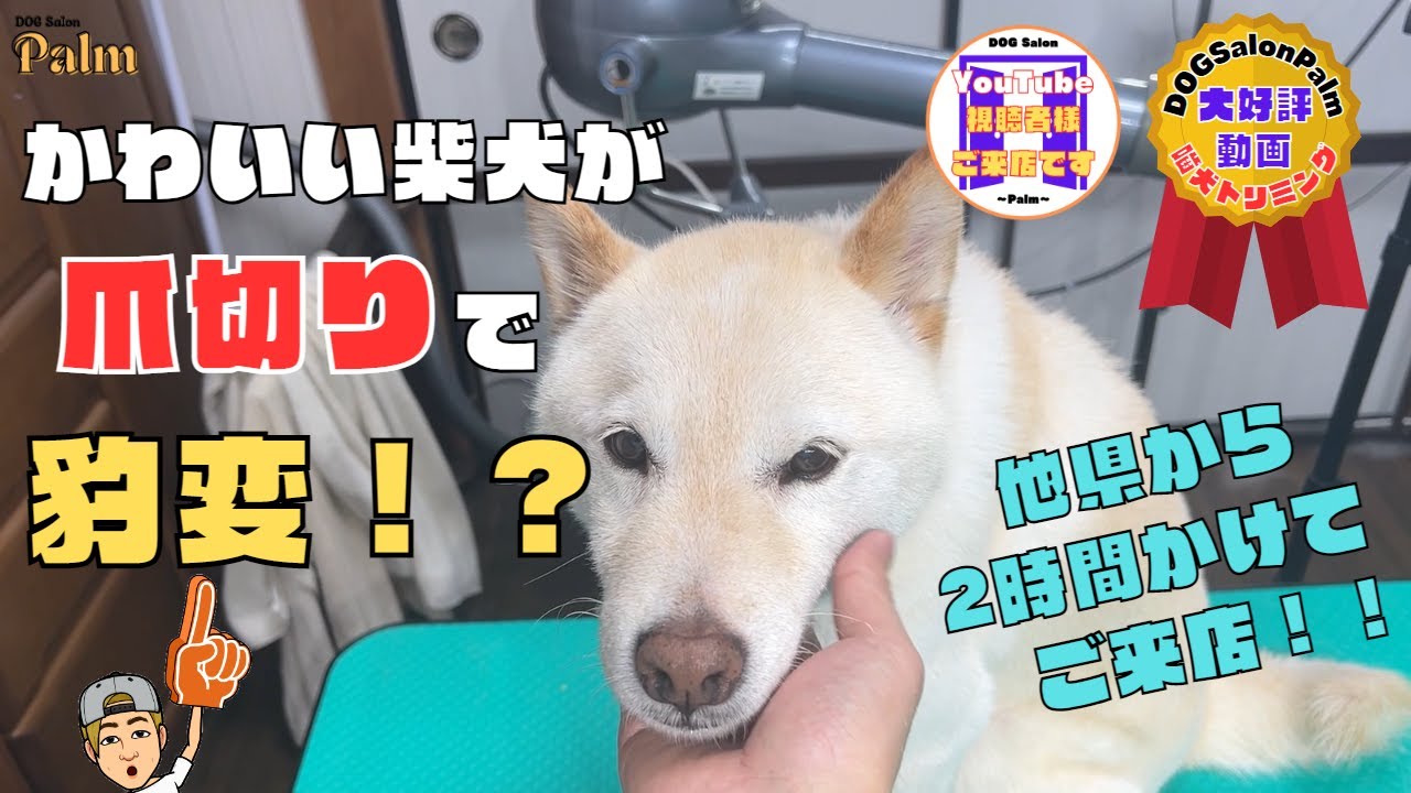爪切りで豹変！？柴犬ゆきくんの噛み犬トリミング！！