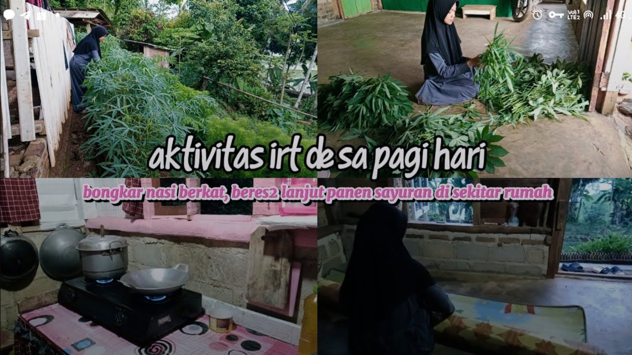 Aktivitas pagi irt di desa , pagi2 sudah sibuk beres2 dan panen2 pucuk ubi untuk di bawa rewangan