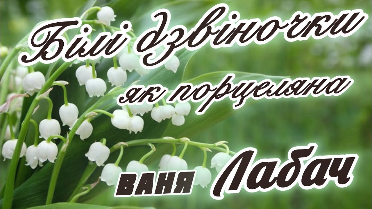 БІЛІ ДЗВІНОЧКИ ЯК ПОРЦЕЛЯНА - ВАНЯ ЛАБАЧ (Vanja Labach)
