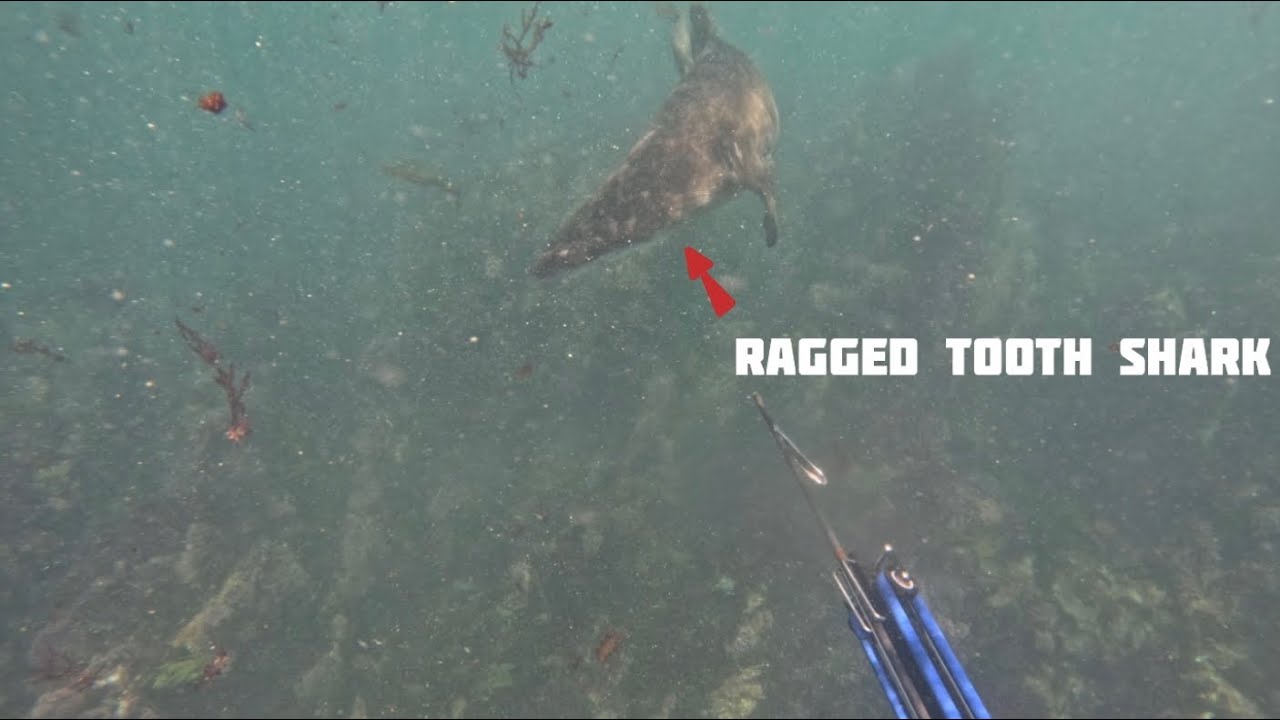 Spearfishing with ragged tooth sharks 