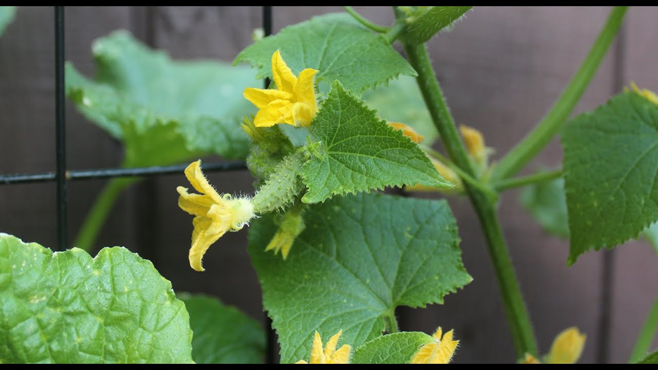 Growing Cucumbers in Containers Update | Small Space Garden Series