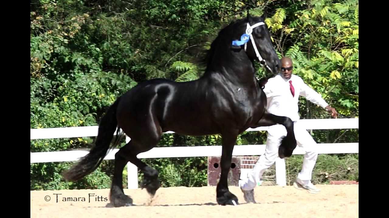 Bruce Griffin ~ 2013 USEF Equestrian of Honor video
