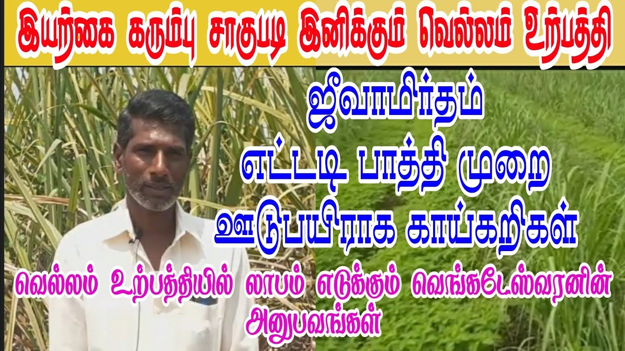 இயற்கை  கரும்பு சாகுபடி இனிக்கும் வெல்லம் உற்பத்தி
