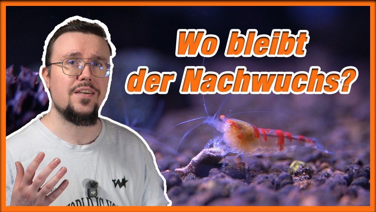 Das Mysterium um die Vermehrungspause bei Garnelen