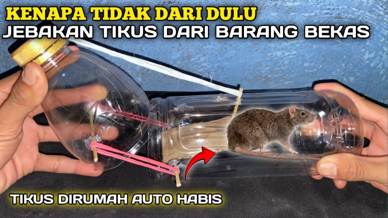 KENAPA TIDAK DARI DULU‼️cara membuat jebakan tikus