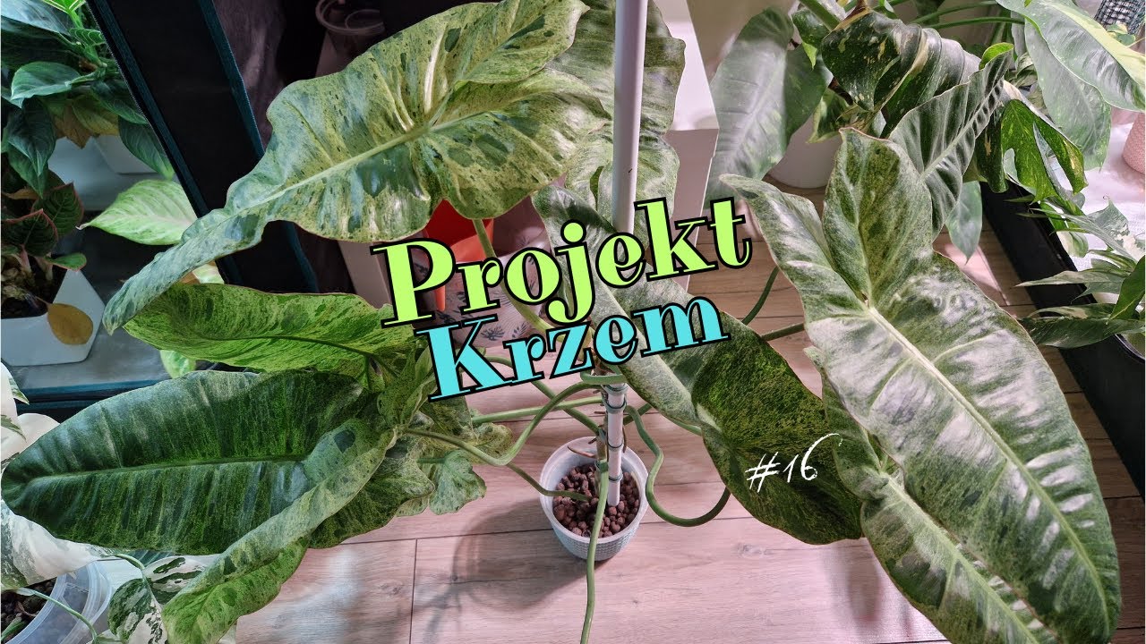 Projekt Krzem #16