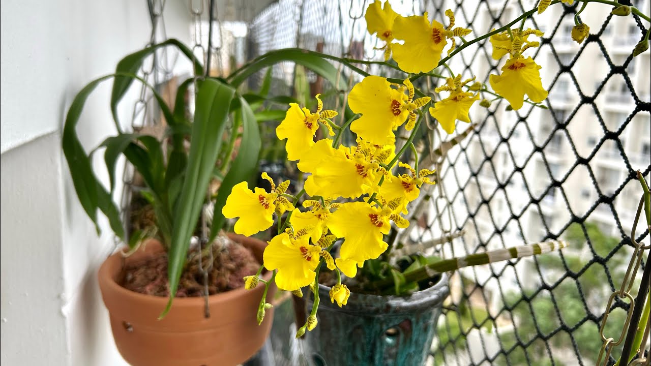 Oncidium Aloha replantada em vaso de barro raso com isopor e musgo esfagno